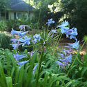 African blue lily