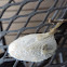 Silk moth Cocoon