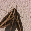Vine Sphinx Moth