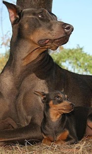 How to install Doberman Pinschers Puzzle 1.0 mod apk for android