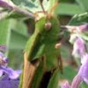 Green-Striped Grasshopper