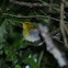 Yellow-throated Woodland-warbler