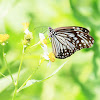 GlassyTiger ( 絹斑蝶)