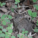 Baby Eastern Cottontail rabbit