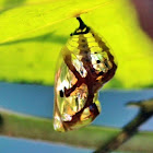 Common Crow (Oleander) Butterfly chrysalis