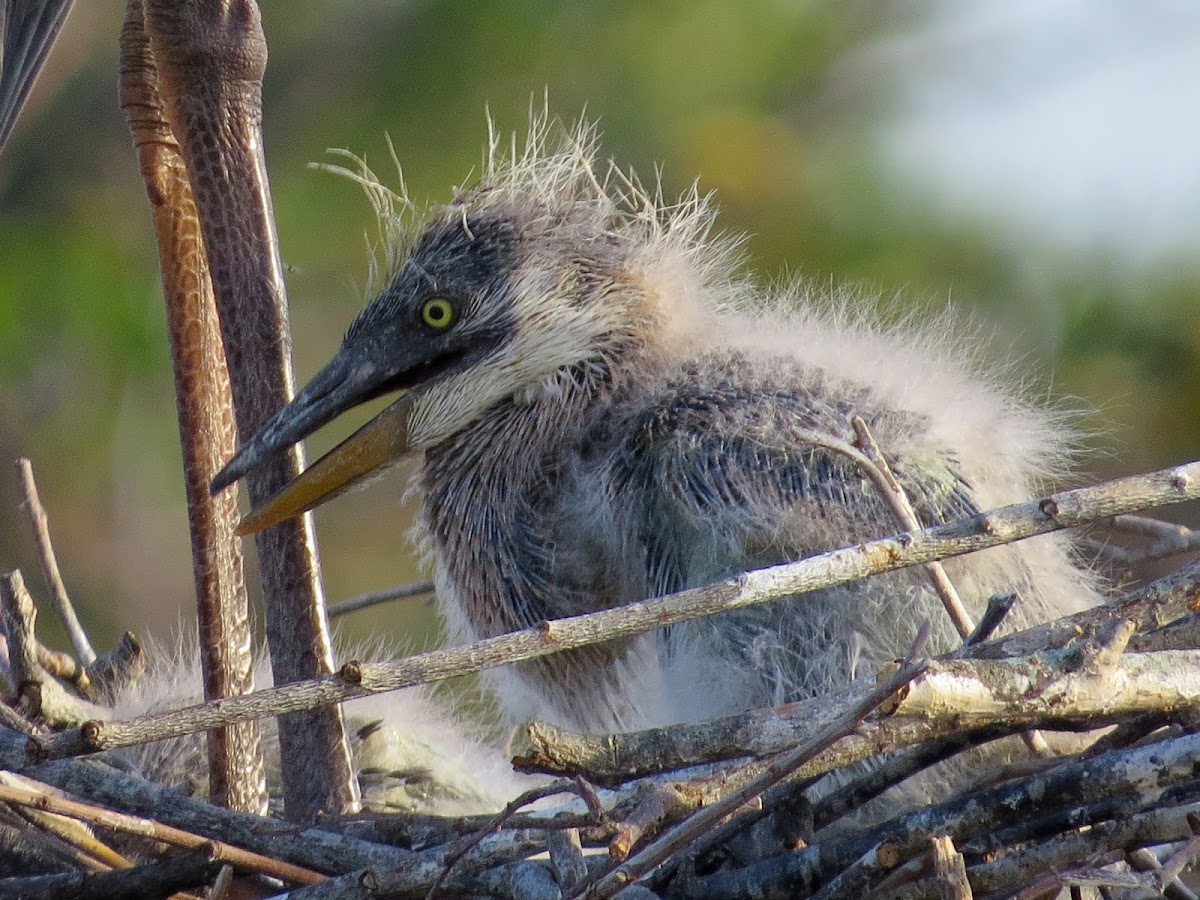 Great Blue Heron Chick