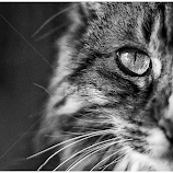 Chloe at f/1.2 by George Kremer -  