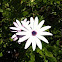 White and Lavender Daisy