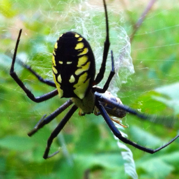Yellow And Black Garden Spider Female Project Noah