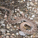 Western Diamond-backed Rattlesnake