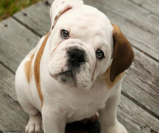 English Bulldog Live Wallpaper