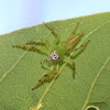 Green Jumping Spider (female)