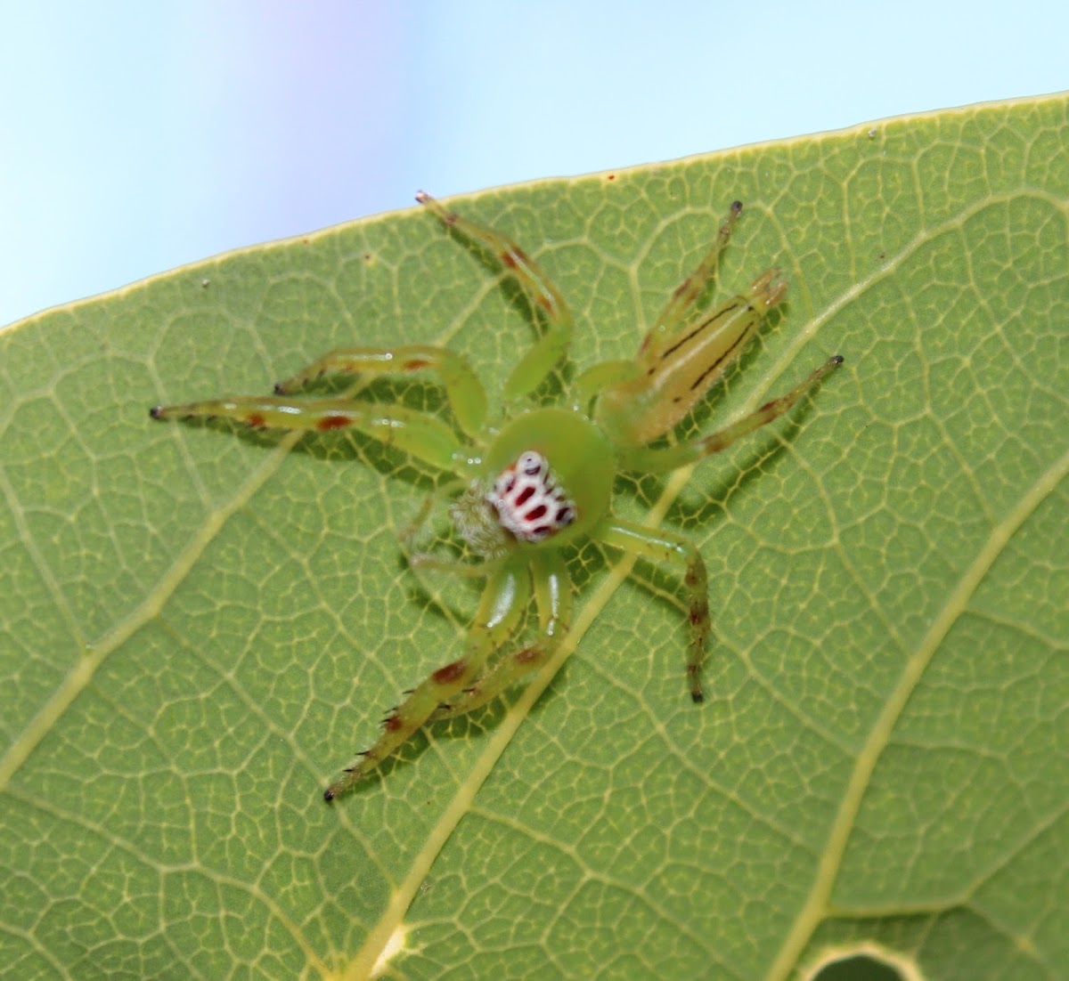 Green Jumping Spider (female)