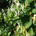 Japanese honeysuckle