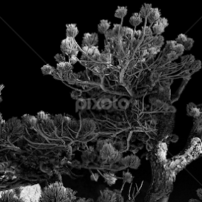 Pines.... by Johnny Gomez - Black & White Flowers & Plants