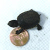 Eastern Mud turtle