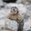 Yellow-Bellied Marmot