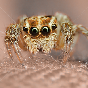 Hye :) by Muhd Shahjeehan - Animals Insects & Spiders