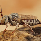 Coelioxys acanthura