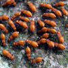 Unkown Hemiptera