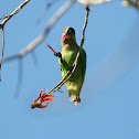 Brown-Headed Parrot