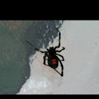 Southern Black Widow spider