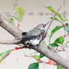Anna's Hummingbird (fledgeling)