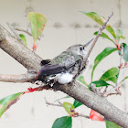 Anna's Hummingbird (fledgeling)