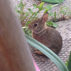 Eastern Cottontail