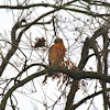 Red-Shouldered Hawk 