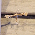 Artichoke plume moth