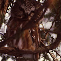 Sawwhet Owl