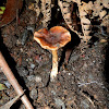 ? Webcap mushroom