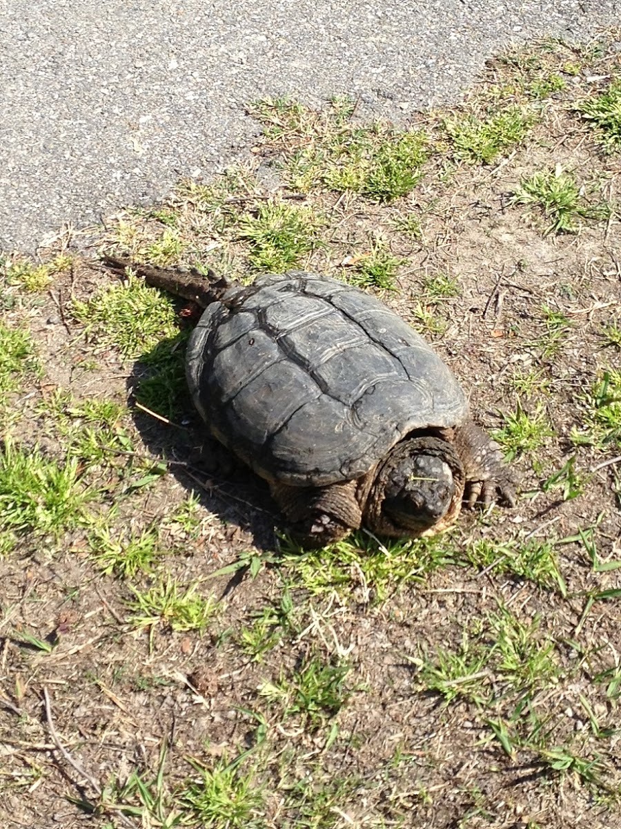 eastern snapping turtle