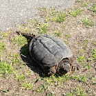 eastern snapping turtle
