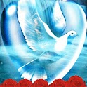 White Dove In Heart n Red Rose
