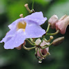 Blue Thunbergia