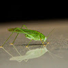 Great green bush-cricket (Katydid)