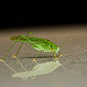 Great green bush-cricket (Katydid)