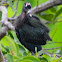 glossy ibis (chick)