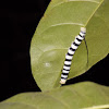 Zebra Sphinx Caterpillar