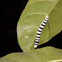 Zebra Sphinx Caterpillar