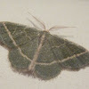 Blackberry Looper Moth