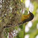 Northern Parula