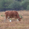 Cows with Cattle Egret