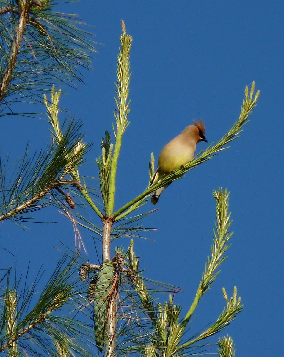 Cedar Waxwing