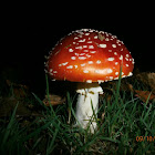 Fly Agaric