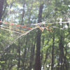 Banana Spider