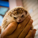 Hugh's Hedgehog