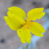 Wooly goodenia